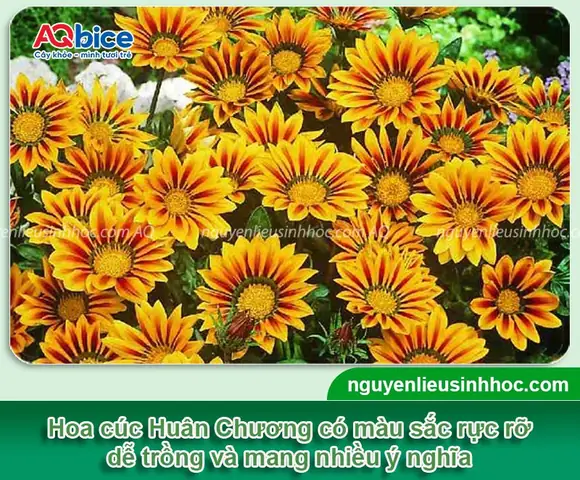 Hướng Dẫn Cách Trồng Hoa Cúc Huân Chương Bằng Hạt Chi Tiết Từ A-Z: Kỹ Thuật Ươm, Chăm Sóc Để Hoa Nở Rực Rỡ Dịp Tết