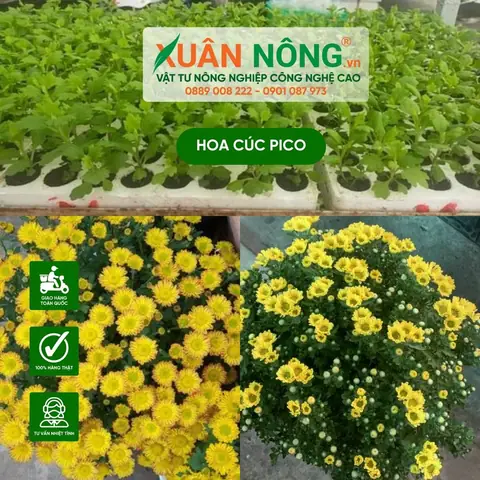 Hướng Dẫn Chi Tiết Cách Trồng Và Chăm Sóc Hoa Cúc Pico Ra Hoa Đẹp Như Ý
