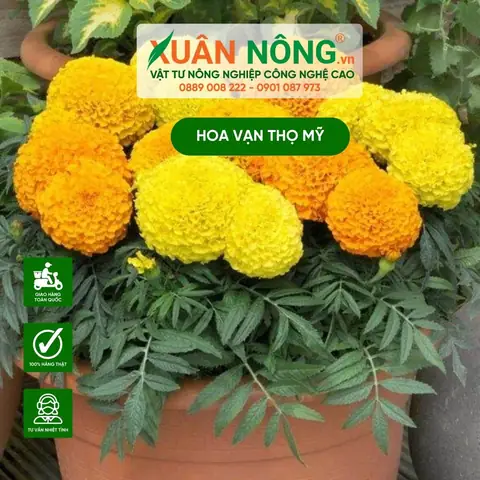 Cách Trồng Hoa Cúc Vạn Thọ Mỹ Cho Hoa To, Đẹp Và Nở Đúng Tết Cách Trồng Hoa Cúc Vạn Thọ Mỹ Cho Hoa To, Đẹp Và Nở Đúng Tết