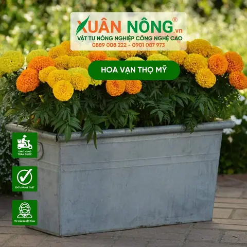 Cách Trồng Hoa Cúc Vạn Thọ Mỹ Cho Hoa To, Đẹp Và Nở Đúng Tết Cách Trồng Hoa Cúc Vạn Thọ Mỹ Cho Hoa To, Đẹp Và Nở Đúng Tết