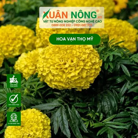 Cách Trồng Hoa Cúc Vạn Thọ Mỹ Cho Hoa To, Đẹp Và Nở Đúng Tết Cách Trồng Hoa Cúc Vạn Thọ Mỹ Cho Hoa To, Đẹp Và Nở Đúng Tết