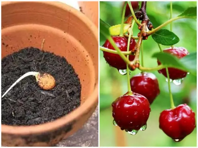 Cách Trồng Hoa Dạ Yến Thảo Bằng Hạt Cho Người Mới: Từ Chọn Hạt Đến Ra Hoa Cách Trồng Hoa Dạ Yến Thảo Bằng Hạt Cho Người Mới: Từ Chọn Hạt Đến Ra Hoa