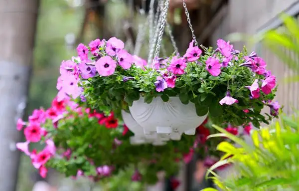 Hướng Dẫn Trồng Hoa Dạ Yến Thảo Từ A-Z: Bí Quyết Cho Hoa Nở Rực Rỡ Quanh Năm Hướng Dẫn Trồng Hoa Dạ Yến Thảo Từ A-Z: Bí Quyết Cho Hoa Nở Rực Rỡ Quanh Năm