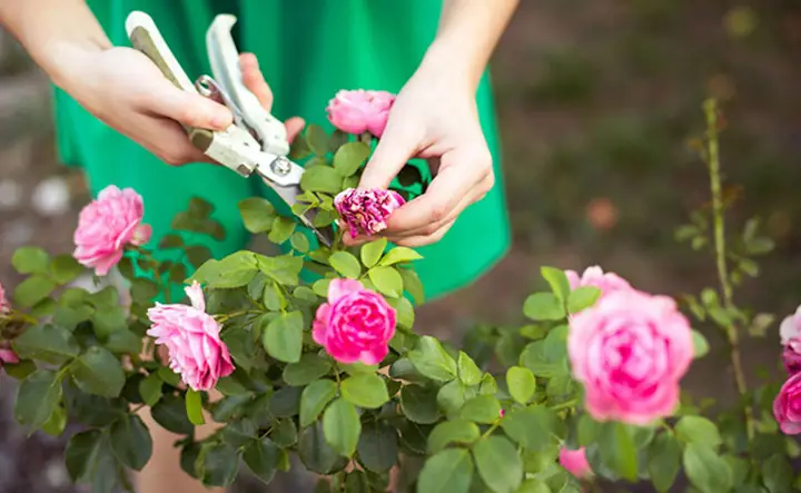 Hướng Dẫn Chi Tiết Cách Trồng Hoa Đẹp Từ A-Z Cho Người Mới Bắt Đầu