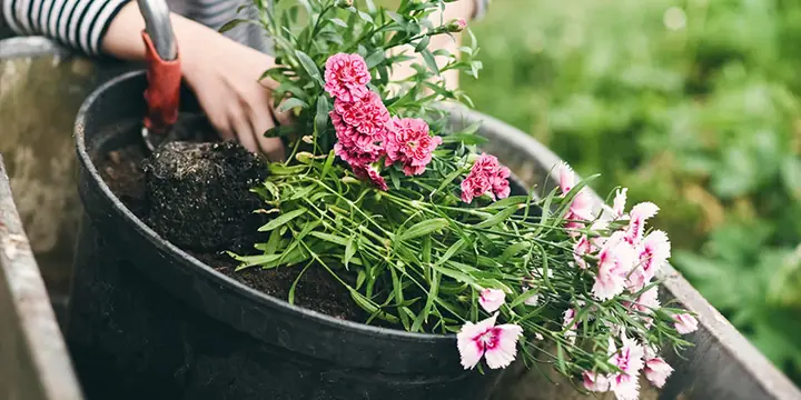 Hướng Dẫn Chi Tiết Cách Trồng Hoa Đẹp Từ A-Z Cho Người Mới Bắt Đầu