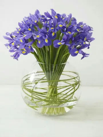 Cách Trồng Hoa Diên Vĩ (iris) Đẹp & Đúng Kỹ Thuật: Hướng Dẫn Chi Tiết Từ A-Z Cách Trồng Hoa Diên Vĩ (iris) Đẹp & Đúng Kỹ Thuật: Hướng Dẫn Chi Tiết Từ A-Z