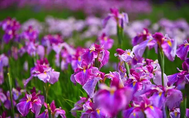 Cách Trồng Hoa Diên Vĩ (iris) Đẹp & Đúng Kỹ Thuật: Hướng Dẫn Chi Tiết Từ A-Z Cách Trồng Hoa Diên Vĩ (iris) Đẹp & Đúng Kỹ Thuật: Hướng Dẫn Chi Tiết Từ A-Z
