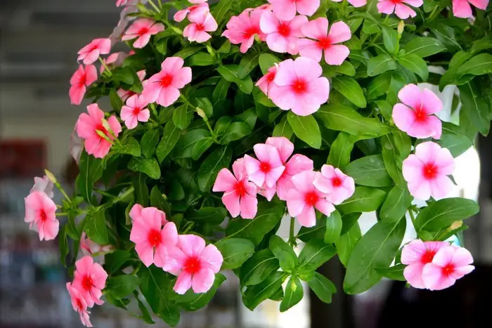 Cách Trồng Hoa Dừa Cạn Bằng Hạt: Hướng Dẫn Ươm Mầm, Chăm Sóc Ra Hoa Cách Trồng Hoa Dừa Cạn Bằng Hạt: Hướng Dẫn Ươm Mầm, Chăm Sóc Ra Hoa
