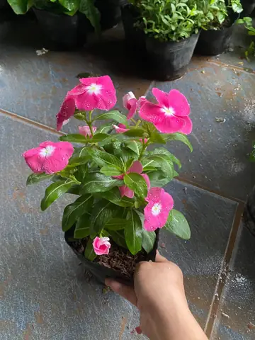 Cách Trồng Hoa Dừa Cạn Thái Chuẩn Đẹp, Sai Hoa Quanh Năm Cách Trồng Hoa Dừa Cạn Thái Chuẩn Đẹp, Sai Hoa Quanh Năm