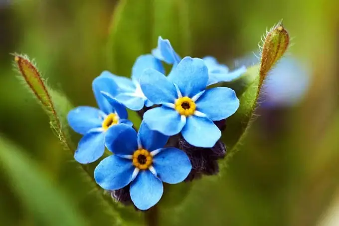Cách Trồng Hoa Lưu Ly (forget Me Not) Tại Nhà: Từ Hạt Đến Khi Nở Hoa Cách Trồng Hoa Lưu Ly (forget Me Not) Tại Nhà: Từ Hạt Đến Khi Nở Hoa