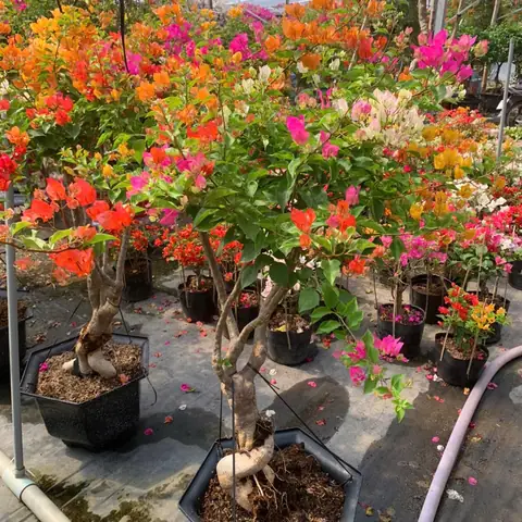 Hướng Dẫn Trồng Và Chăm Sóc Hoa Giấy Đơn Giản, Ra Hoa Rực Rỡ Tại Nhà Hướng Dẫn Trồng Và Chăm Sóc Hoa Giấy Đơn Giản, Ra Hoa Rực Rỡ Tại Nhà