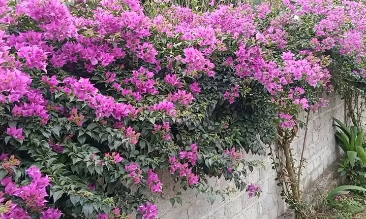Hướng Dẫn Cách Trồng Và Chăm Sóc Hoa Giấy Cẩm Thạch Từ A-Z: Kỹ Thuật Giâm Cành, Trộn Đất, Bón Phân Để Cây Khỏe, Lá Đẹp, Nở Hoa Rộ Hướng Dẫn Cách Trồng Và Chăm Sóc Hoa Giấy Cẩm Thạch Từ A-Z: Kỹ Thuật Giâm Cành, Trộn Đất, Bón Phân Để Cây Khỏe, Lá Đẹp, Nở Hoa Rộ