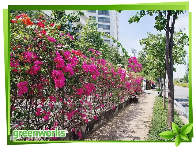 Cách Trồng Hoa Giấy Làm Hàng Rào Đẹp, Nhanh Leo Và Tươi Tốt