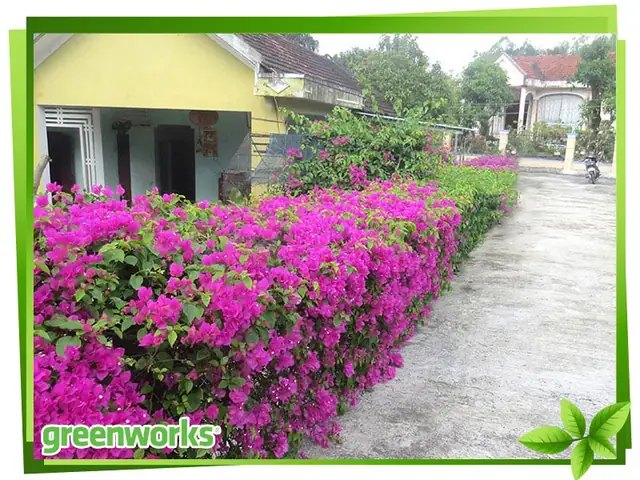 Cách Trồng Hoa Giấy Làm Hàng Rào Đẹp, Nhanh Leo Và Tươi Tốt