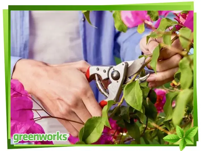 Cách Trồng Hoa Giấy Làm Hàng Rào Đẹp, Nhanh Leo Và Tươi Tốt