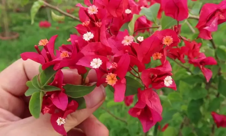 Hướng Dẫn Cách Trồng Hoa Giấy Nhiều Màu (ngũ Sắc): Kỹ Thuật Ghép, Chăm Sóc Và Kích Hoa Rực Rỡ Quanh Năm