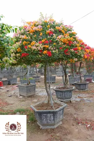Bí Quyết Trồng Hoa Giấy Trong Chậu To Khỏe, Ra Hoa Rực Rỡ Quanh Năm Bí Quyết Trồng Hoa Giấy Trong Chậu To Khỏe, Ra Hoa Rực Rỡ Quanh Năm