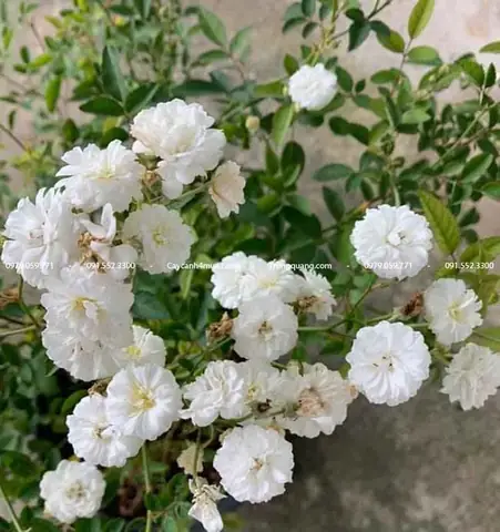 Hướng Dẫn Chi Tiết Cách Trồng Và Chăm Sóc Hoa Hồng Bạch Trà Tại Nhà Hướng Dẫn Chi Tiết Cách Trồng Và Chăm Sóc Hoa Hồng Bạch Trà Tại Nhà