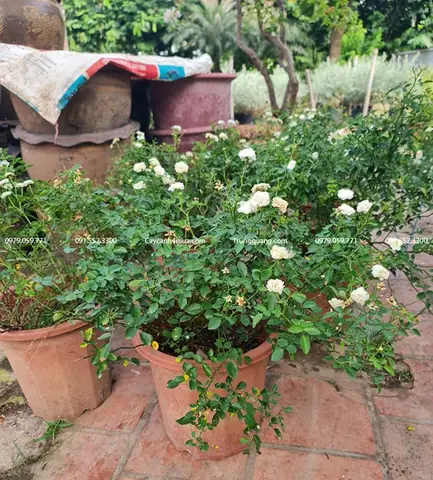 Hướng Dẫn Chi Tiết Cách Trồng Và Chăm Sóc Hoa Hồng Bạch Trà Tại Nhà Hướng Dẫn Chi Tiết Cách Trồng Và Chăm Sóc Hoa Hồng Bạch Trà Tại Nhà