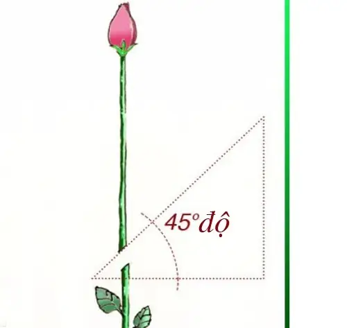 Hướng Dẫn Trồng Hoa Hồng Bằng Khoai Tây Và Mật Ong Hiệu Quả Cao Tại Nhà