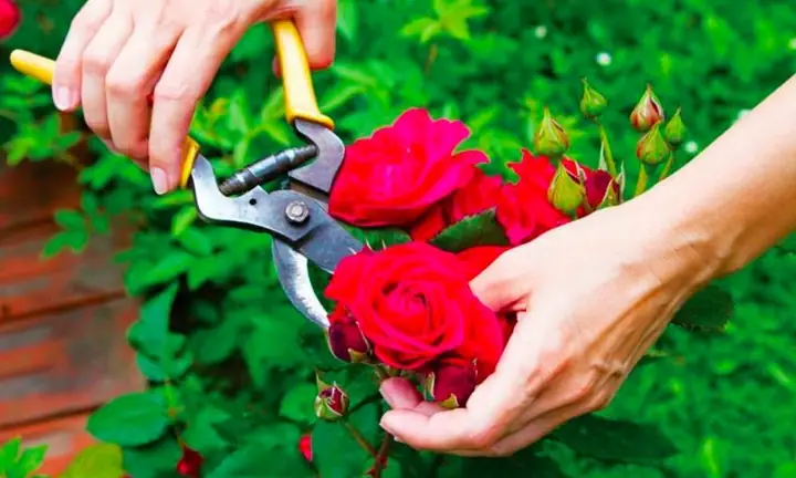 Cách Trồng Hoa Hồng Để Bán: Hướng Dẫn Cho Người Mới Từ Chọn Giống Đến Thu Hoạch Cách Trồng Hoa Hồng Để Bán: Hướng Dẫn Cho Người Mới Từ Chọn Giống Đến Thu Hoạch