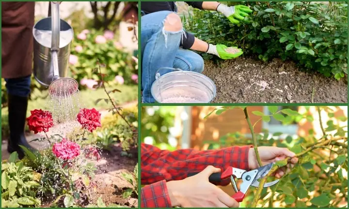 Cách Trồng Hoa Hồng Để Bán: Hướng Dẫn Cho Người Mới Từ Chọn Giống Đến Thu Hoạch Cách Trồng Hoa Hồng Để Bán: Hướng Dẫn Cho Người Mới Từ Chọn Giống Đến Thu Hoạch