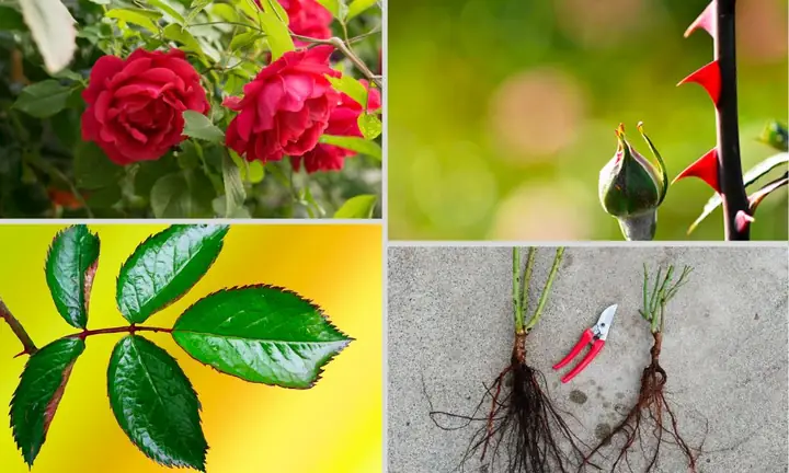 Hướng Dẫn Trồng Hoa Hồng Đơn Giản Nhất Tại Nhà Cho Người Mới Bắt Đầu