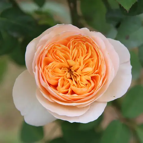 Cách Trồng Hoa Hồng Juliet Tại Nhà Từ A-Z: Kỹ Thuật, Chăm Sóc & Lưu Ý Quan Trọng Về Giống Cây
