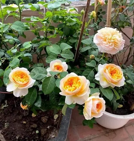Cách Trồng Hoa Hồng Juliet Tại Nhà Từ A-Z: Kỹ Thuật, Chăm Sóc & Lưu Ý Quan Trọng Về Giống Cây