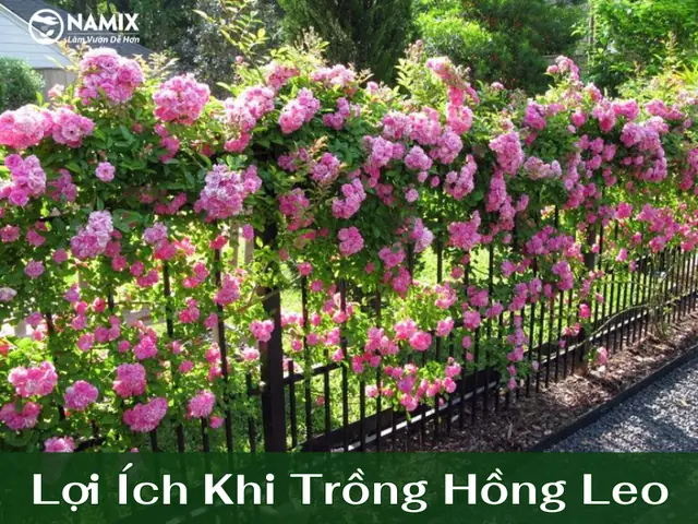 Hướng Dẫn Chi Tiết Cách Trồng Hoa Hồng Leo Đẹp, Sai Hoa Quanh Năm
