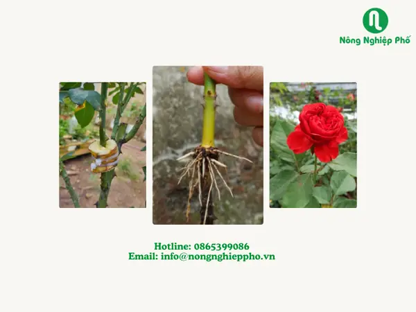 Bí Quyết Trồng Hoa Hồng Nhanh Ra Hoa Đẹp Quanh Năm Bí Quyết Trồng Hoa Hồng Nhanh Ra Hoa Đẹp Quanh Năm
