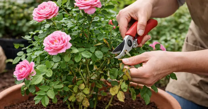 Cách Trồng Hoa Hồng Thiếu Nắng: Chọn Giống, Vị Trí Và Cách Chăm Sóc