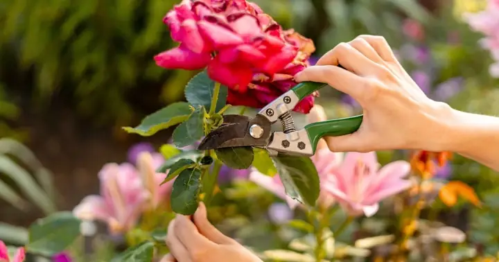 Cách Trồng Hoa Hồng Tố Nữ: Hướng Dẫn Chăm Sóc Cho Người Mới