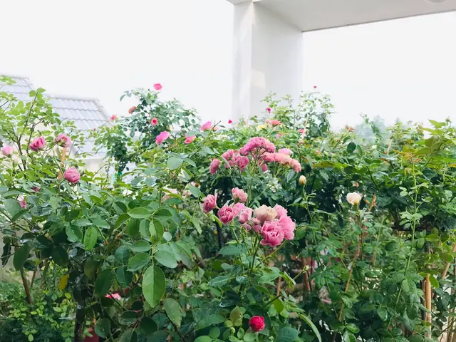 Cách Trồng Hoa Hồng Trên Sân Thượng: Hướng Dẫn Chăm Sóc Để Nở Hoa Đẹp Cách Trồng Hoa Hồng Trên Sân Thượng: Hướng Dẫn Chăm Sóc Để Nở Hoa Đẹp