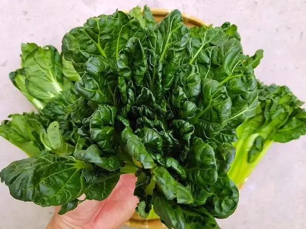 Cách Trồng Hoa Hồng Trên Sân Thượng: Hướng Dẫn Chăm Sóc Để Nở Hoa Đẹp Cách Trồng Hoa Hồng Trên Sân Thượng: Hướng Dẫn Chăm Sóc Để Nở Hoa Đẹp