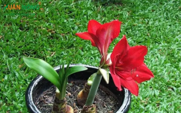 Cách Trồng Và Chăm Sóc Hoa Huệ Tây Ra Hoa Đẹp Như Ý Cách Trồng Và Chăm Sóc Hoa Huệ Tây Ra Hoa Đẹp Như Ý