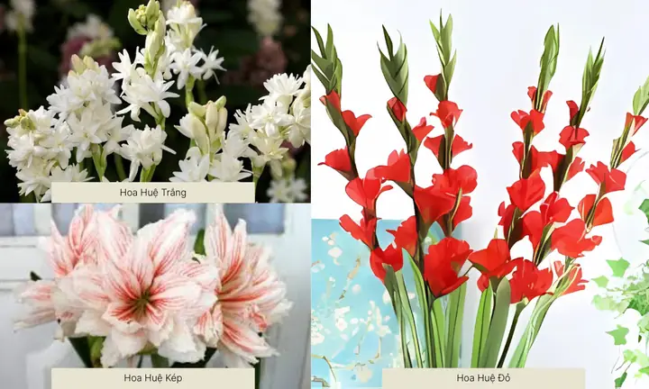 Hướng Dẫn Chi Tiết Cách Trồng Hoa Huệ Tây Ra Hoa Đẹp Quanh Năm Hướng Dẫn Chi Tiết Cách Trồng Hoa Huệ Tây Ra Hoa Đẹp Quanh Năm