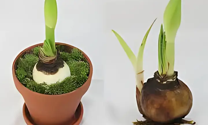 Hướng Dẫn Chi Tiết Cách Trồng Hoa Huệ Tây Ra Hoa Đẹp Quanh Năm Hướng Dẫn Chi Tiết Cách Trồng Hoa Huệ Tây Ra Hoa Đẹp Quanh Năm