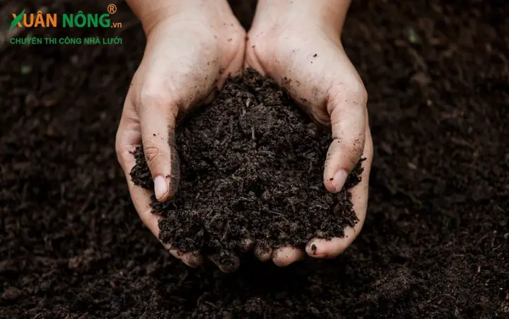 Hướng Dẫn Chi Tiết Cách Trồng Hoa Huệ Tây Ra Hoa Đẹp Quanh Năm Hướng Dẫn Chi Tiết Cách Trồng Hoa Huệ Tây Ra Hoa Đẹp Quanh Năm