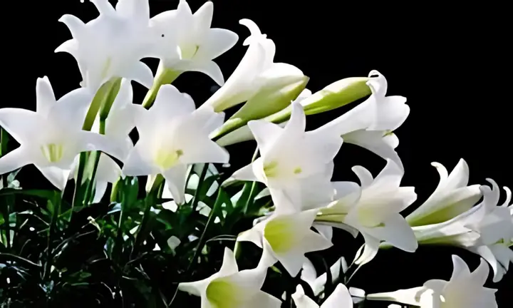 Hướng Dẫn Chi Tiết Cách Trồng Hoa Huệ Tây Ra Hoa Đẹp Quanh Năm Hướng Dẫn Chi Tiết Cách Trồng Hoa Huệ Tây Ra Hoa Đẹp Quanh Năm