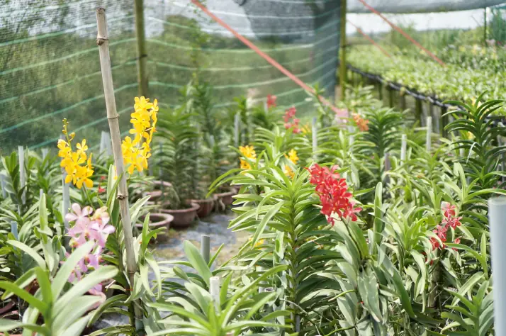 Cách Trồng Hoa Lan Cắt Cành: Dendrobium, Mokara, Nhân Giống Và Chăm Sóc Cách Trồng Hoa Lan Cắt Cành: Dendrobium, Mokara, Nhân Giống Và Chăm Sóc