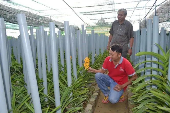 Cách Trồng Hoa Lan Cắt Cành: Dendrobium, Mokara, Nhân Giống Và Chăm Sóc Cách Trồng Hoa Lan Cắt Cành: Dendrobium, Mokara, Nhân Giống Và Chăm Sóc