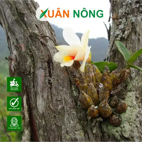 Cách Trồng Hoa Lan Rừng Tại Nhà: Hướng Dẫn Chi Tiết Từ A-Z Cho Người Mới Bắt Đầu