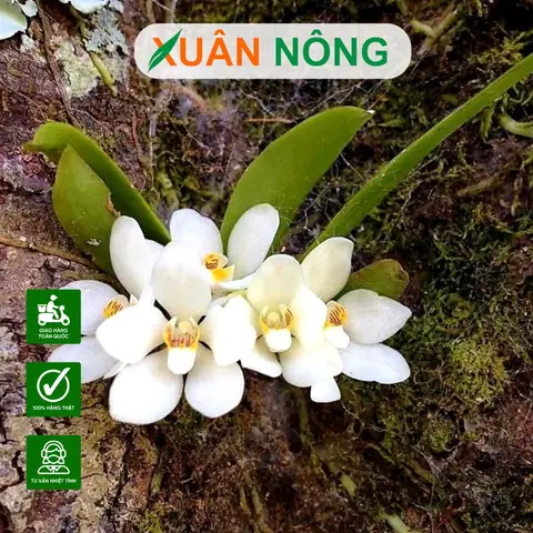 Cách Trồng Hoa Lan Rừng Tại Nhà: Hướng Dẫn Chi Tiết Từ A-Z Cho Người Mới Bắt Đầu