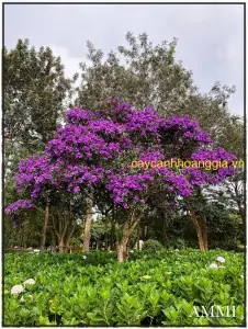 Cách Trồng Hoa Lan Tiêu Dendrobium Trong Chậu Cho Người Mới Cách Trồng Hoa Lan Tiêu Dendrobium Trong Chậu Cho Người Mới