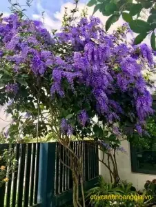 Cách Trồng Hoa Lan Tiêu Dendrobium Trong Chậu Cho Người Mới Cách Trồng Hoa Lan Tiêu Dendrobium Trong Chậu Cho Người Mới