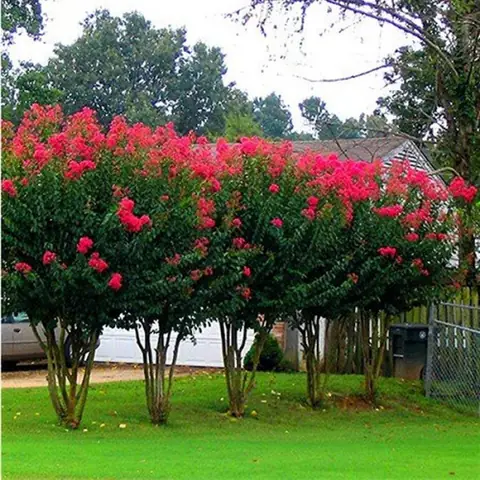 Cách Trồng Hoa Lan Tiêu Dendrobium Trong Chậu Cho Người Mới Cách Trồng Hoa Lan Tiêu Dendrobium Trong Chậu Cho Người Mới
