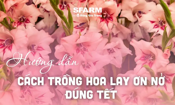 Bí Quyết Trồng Hoa Lay Ơn Nở Đúng Tết Chuẩn, Đơn Giản Tại Nhà Bí Quyết Trồng Hoa Lay Ơn Nở Đúng Tết Chuẩn, Đơn Giản Tại Nhà