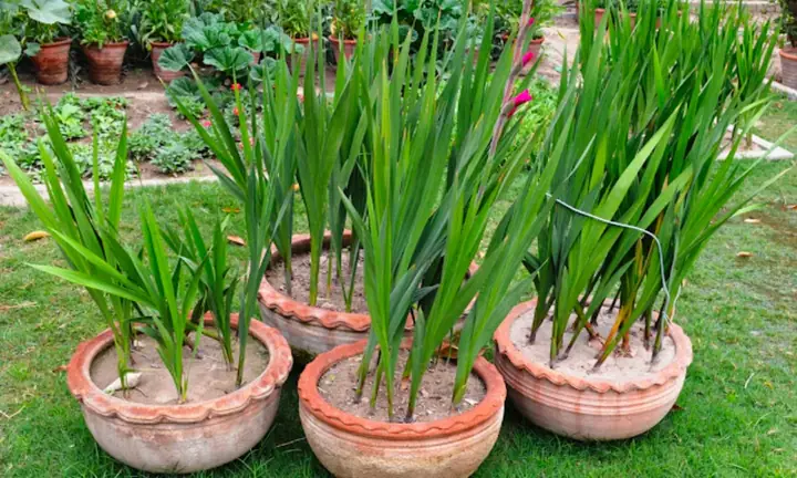 Bí Quyết Trồng Hoa Lay Ơn Nở Đúng Tết Chuẩn, Đơn Giản Tại Nhà Bí Quyết Trồng Hoa Lay Ơn Nở Đúng Tết Chuẩn, Đơn Giản Tại Nhà