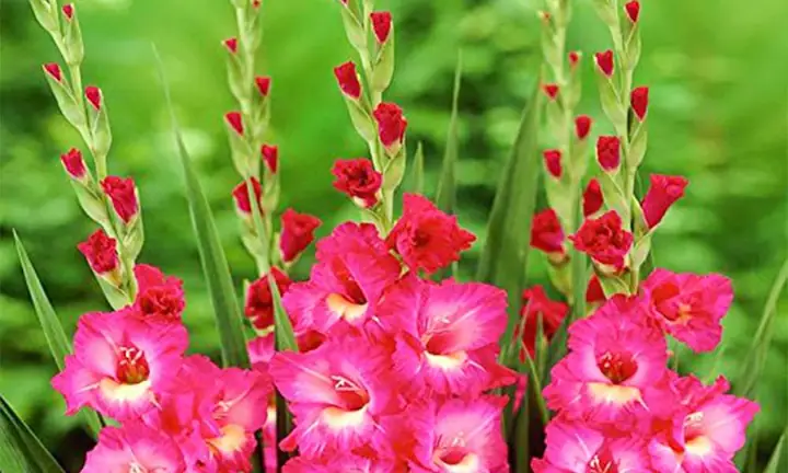 Hướng Dẫn Cách Trồng Hoa Lay Ơn Trong Chậu Chi Tiết Từ A-Z: Chọn Củ, Kỹ Thuật Trồng, Chăm Sóc Và Bảo Quản Củ Cho Vụ Sau Hướng Dẫn Cách Trồng Hoa Lay Ơn Trong Chậu Chi Tiết Từ A-Z: Chọn Củ, Kỹ Thuật Trồng, Chăm Sóc Và Bảo Quản Củ Cho Vụ Sau